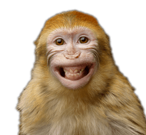 Smiling Monkey